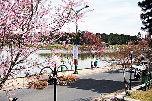 Đà Lạt Mùa Xuân – Nơi Khoe Sắc Của Mọi Loài Hoa Đà Lạt Mùa Xuân – Nơi Khoe Sắc Của Mọi Loài Hoa