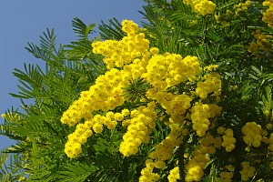 Du lịch Đà Lạt với sắc vàng mimosa rực rỡ Du lịch Đà Lạt với sắc vàng mimosa rực rỡ