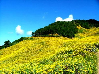 Đà Lạt mùa hoa dã quỳ rực rỡ Đà Lạt mùa hoa dã quỳ rực rỡ