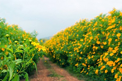 Du lịch Đà Lạt ngắm hoa dã quỳ bung nở vào cuối thu Du lịch Đà Lạt ngắm hoa dã quỳ bung nở vào cuối thu
