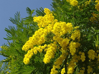 Du lịch Đà Lạt với sắc vàng mimosa rực rỡ Du lịch Đà Lạt với sắc vàng mimosa rực rỡ