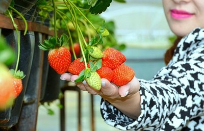 Sẵn Sàng Hành Trang Khám Phá Đà Lạt Dịp Lễ Hội Hoa Sẵn Sàng Hành Trang Khám Phá Đà Lạt Dịp Lễ Hội Hoa