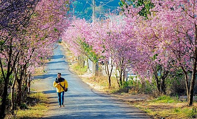 Tết Âm Lịch 2024 Có Nên Đến Đà Lạt, Nha Trang, Phan Thiết Hay Vũng Tàu ? Tết Âm Lịch 2024 Có Nên Đến Đà Lạt, Nha Trang, Phan Thiết Hay Vũng Tàu ?