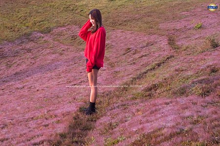 Đổi Hoa Dã Quỳ - Đồi Cỏ Hồng - Cao Nguyên Lâm Viên