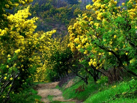 Hành trình 3 ngày 2 đêm siêu khuyến mai khởi từ TP. HCM đến với xứ sở ngàn hoa