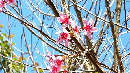 Khách Sạn 2 Sao Reveto Villa Đà Lạt