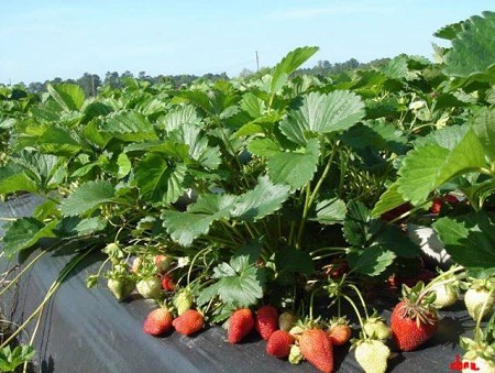 Mùa dâu tây tuyệt đẹp ở Đà Lạt