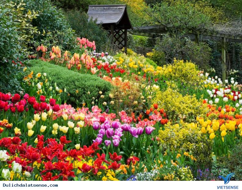 Lễ hội hoa Đà Lạt lần thứ 8 bao giờ sẽ được tổ chức - Ảnh 3 Lễ hội hoa Đà Lạt lần thứ 8 bao giờ sẽ được tổ chức - Ảnh 3