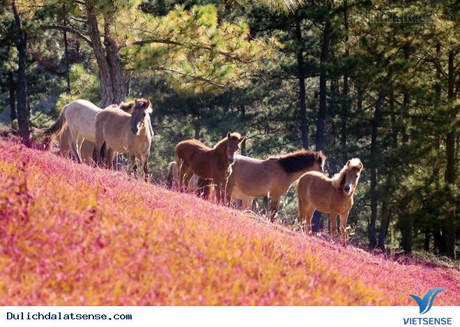 18 Lý Do Để Người Ta Sẽ Mãi Yêu Đà Lạt - Ảnh 2 18 Lý Do Để Người Ta Sẽ Mãi Yêu Đà Lạt - Ảnh 2