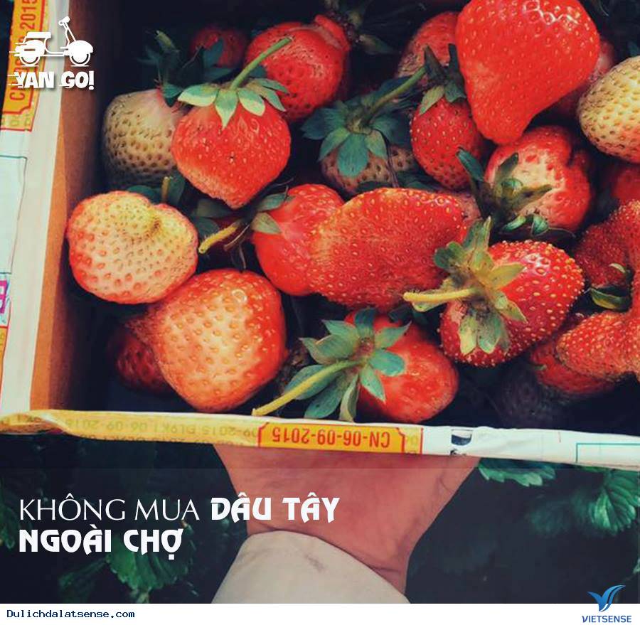 6 Điều Không Nên Làm Khi Đến Xứ Sở Sương Mờ Đà Lạt - Ảnh 3 6 Điều Không Nên Làm Khi Đến Xứ Sở Sương Mờ Đà Lạt - Ảnh 3