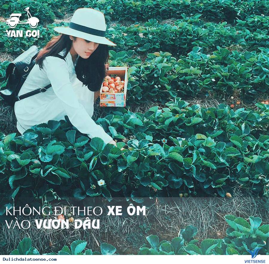6 Điều Không Nên Làm Khi Đến Xứ Sở Sương Mờ Đà Lạt - Ảnh 5 6 Điều Không Nên Làm Khi Đến Xứ Sở Sương Mờ Đà Lạt - Ảnh 5