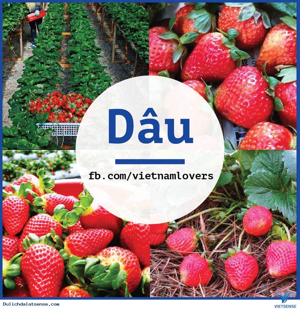 Bí Kíp Ăn Ngập Mặt Ở Đà Lạt - Ảnh 4