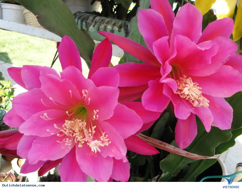 Hoa nhật quỳnh Hoa nhật quỳnh