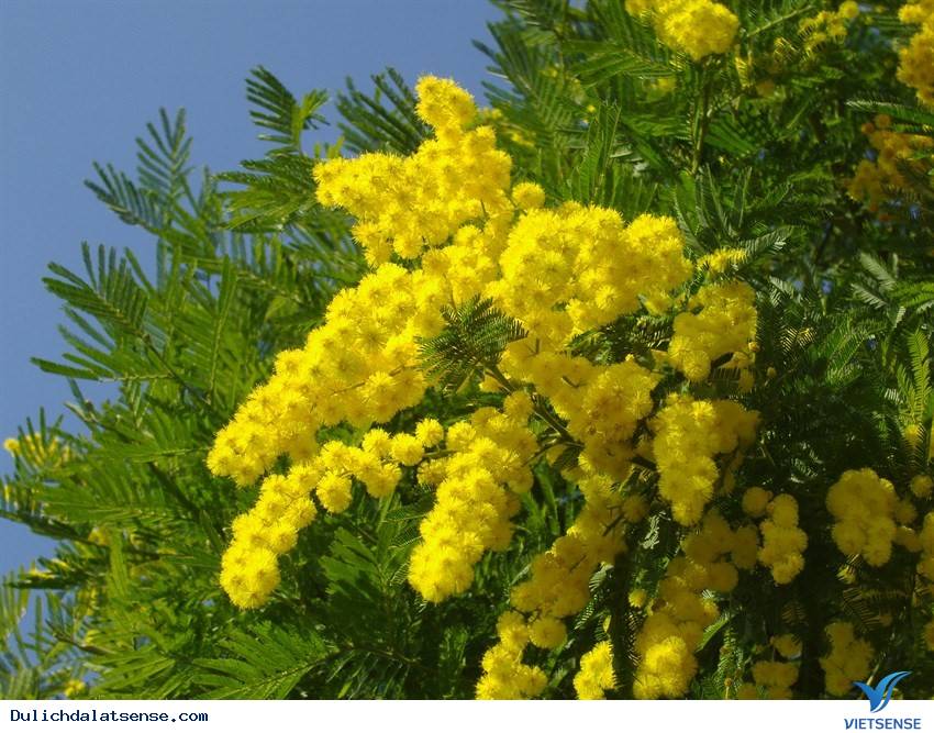 Hoa Mimosa Hoa Mimosa