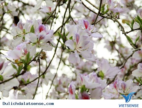 Hoa ban trắng Đà Lạt Hoa ban trắng Đà Lạt