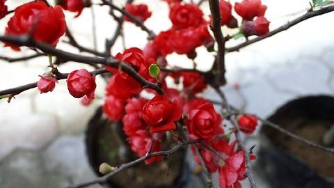 Mai đỏ Đà Lạt Mai đỏ Đà Lạt