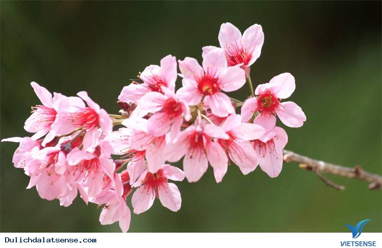 Hoa mai anh đào Đà Lạt Hoa mai anh đào Đà Lạt