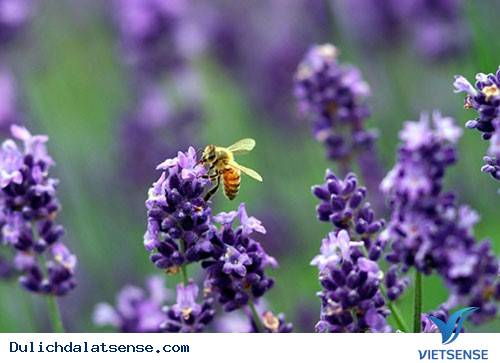 Hoa hương thảo Hoa hương thảo