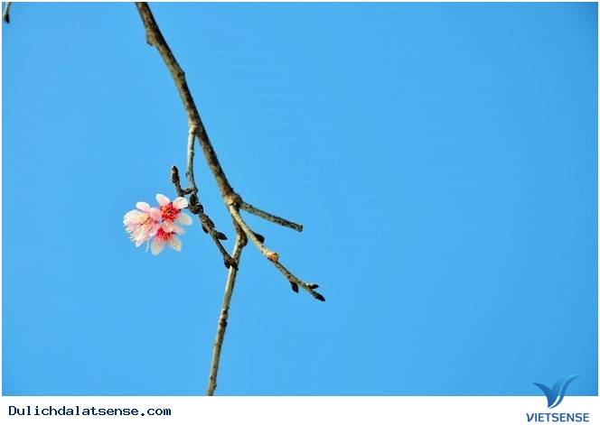 Đà Lạt Chuyển Mình Sang Xuân - Mộng Mơ Và Trầm Lắng - Ảnh 10 Đà Lạt Chuyển Mình Sang Xuân - Mộng Mơ Và Trầm Lắng - Ảnh 10
