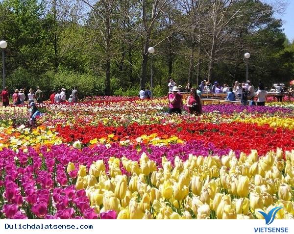 Đà Lạt điểm đến hot nhất Tết 2025 - Ảnh 3 Đà Lạt điểm đến hot nhất Tết 2025 - Ảnh 3