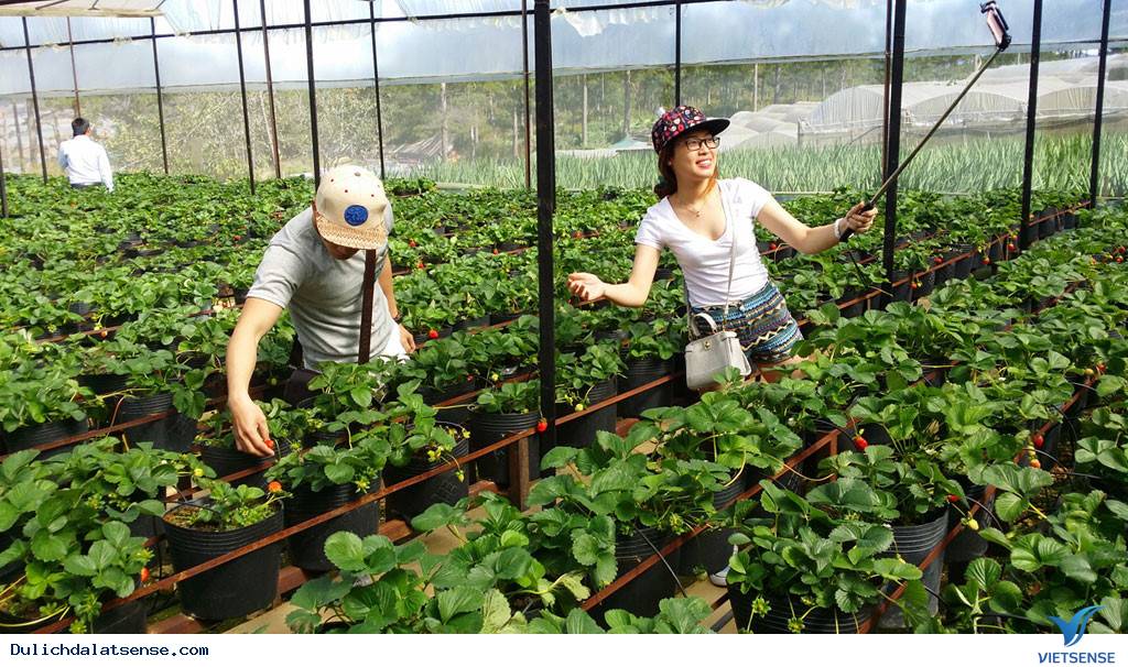 Đà Lạt hút khách trong dịp nghỉ Tết Dương lịch - Ảnh 3 Đà Lạt hút khách trong dịp nghỉ Tết Dương lịch - Ảnh 3