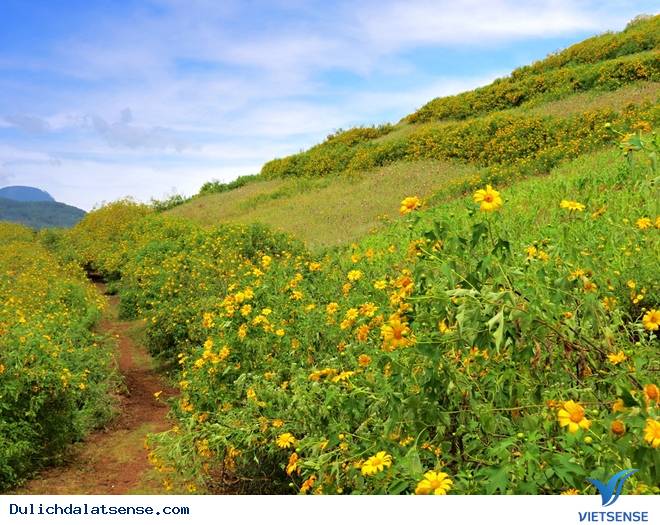 Đà Lạt mùa hoa dã quỳ rực rỡ - Ảnh 5 Đà Lạt mùa hoa dã quỳ rực rỡ - Ảnh 5