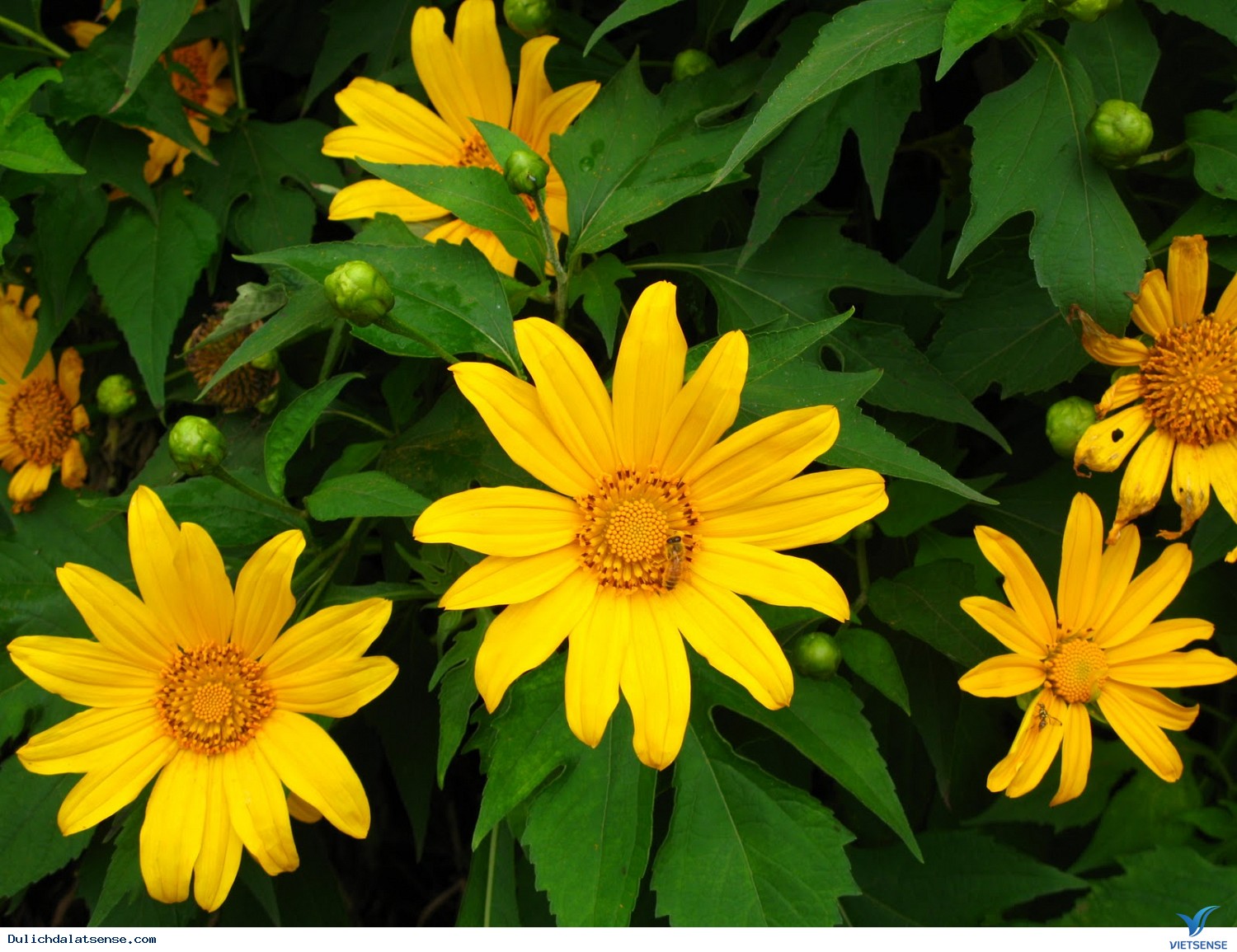 Đà Lạt mùa hoa dã quỳ rực rỡ - Ảnh 6 Đà Lạt mùa hoa dã quỳ rực rỡ - Ảnh 6