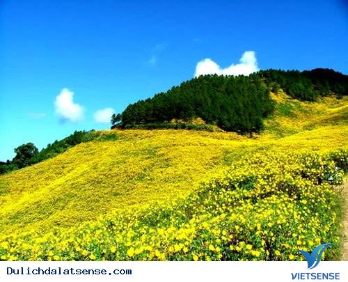 Đà Lạt mùa hoa dã quỳ rực rỡ - Ảnh 1 Đà Lạt mùa hoa dã quỳ rực rỡ - Ảnh 1