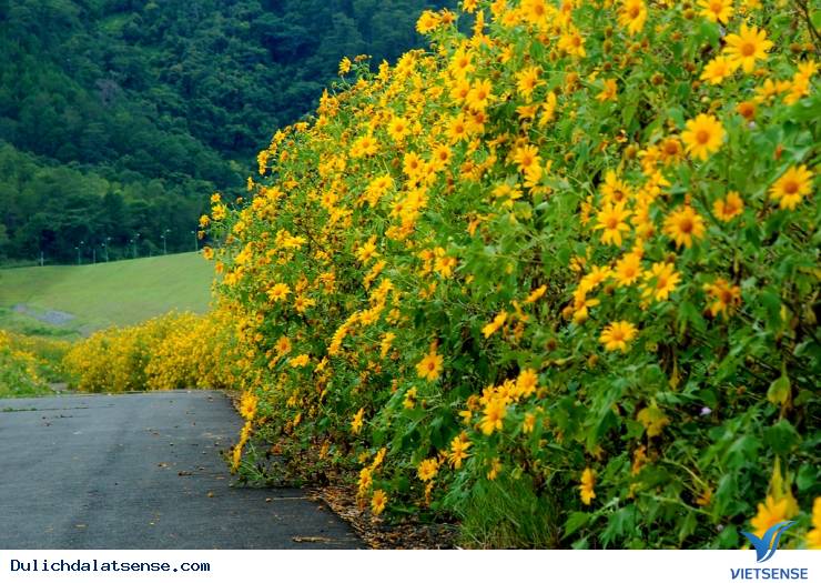 Đà Lạt mùa hoa dã quỳ rực rỡ - Ảnh 2 Đà Lạt mùa hoa dã quỳ rực rỡ - Ảnh 2