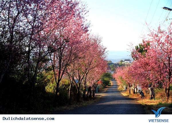 Đà Lạt Mùa Xuân – Lạc Lối Với Vẻ Đẹp Hoa Mai Anh Đào - Ảnh 9 Đà Lạt Mùa Xuân – Lạc Lối Với Vẻ Đẹp Hoa Mai Anh Đào - Ảnh 9