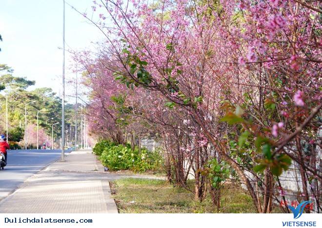 Đà Lạt Mùa Xuân – Lạc Lối Với Vẻ Đẹp Hoa Mai Anh Đào - Ảnh 2 Đà Lạt Mùa Xuân – Lạc Lối Với Vẻ Đẹp Hoa Mai Anh Đào - Ảnh 2