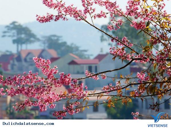 Đà Lạt Mùa Xuân – Lạc Lối Với Vẻ Đẹp Hoa Mai Anh Đào - Ảnh 11 Đà Lạt Mùa Xuân – Lạc Lối Với Vẻ Đẹp Hoa Mai Anh Đào - Ảnh 11