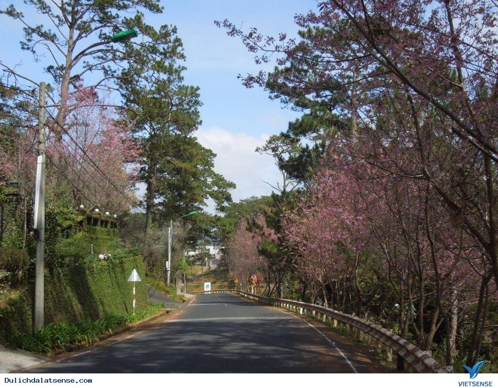 Đà Lạt Mùa Xuân – Lạc Lối Với Vẻ Đẹp Hoa Mai Anh Đào - Ảnh 5 Đà Lạt Mùa Xuân – Lạc Lối Với Vẻ Đẹp Hoa Mai Anh Đào - Ảnh 5