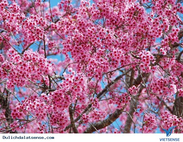 Đà Lạt Mùa Xuân – Lạc Lối Với Vẻ Đẹp Hoa Mai Anh Đào - Ảnh 7 Đà Lạt Mùa Xuân – Lạc Lối Với Vẻ Đẹp Hoa Mai Anh Đào - Ảnh 7