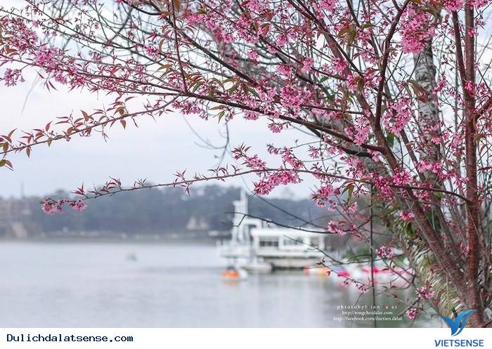 Đà Lạt Mùa Xuân – Lạc Lối Với Vẻ Đẹp Hoa Mai Anh Đào - Ảnh 6 Đà Lạt Mùa Xuân – Lạc Lối Với Vẻ Đẹp Hoa Mai Anh Đào - Ảnh 6