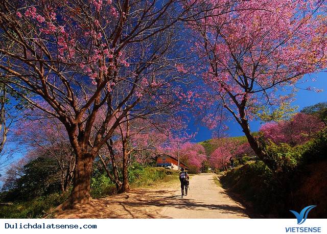 Đà Lạt Mùa Xuân – Lạc Lối Với Vẻ Đẹp Hoa Mai Anh Đào - Ảnh 3 Đà Lạt Mùa Xuân – Lạc Lối Với Vẻ Đẹp Hoa Mai Anh Đào - Ảnh 3