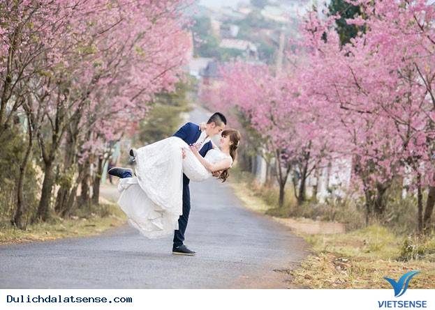 Đà Lạt Mùa Xuân – Lạc Lối Với Vẻ Đẹp Hoa Mai Anh Đào - Ảnh 4 Đà Lạt Mùa Xuân – Lạc Lối Với Vẻ Đẹp Hoa Mai Anh Đào - Ảnh 4