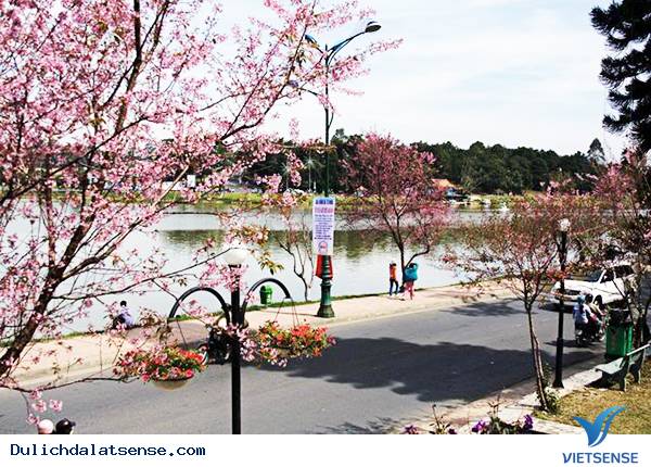 Đà Lạt Mùa Xuân – Nơi Khoe Sắc Của Mọi Loài Hoa - Ảnh 1