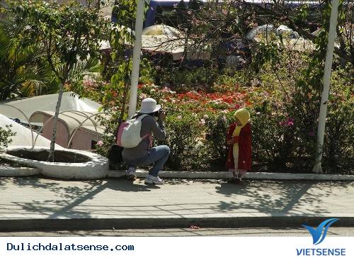 Hoa góc phố - Ảnh 2