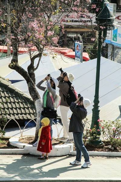 Hoa góc phố - Ảnh 1