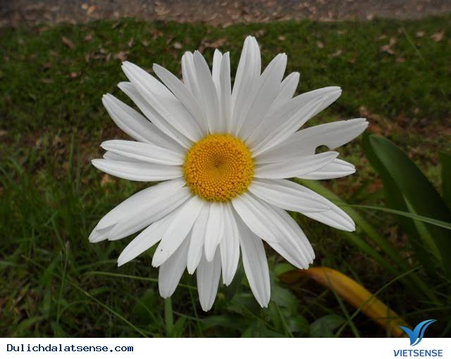 Đà Lạt Nights Coffee - Quán Cafe Mang Đậm Chất Đà Lạt Xưa Và Nay - Ảnh 13 Đà Lạt Nights Coffee - Quán Cafe Mang Đậm Chất Đà Lạt Xưa Và Nay - Ảnh 13