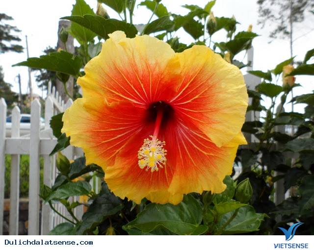 Đà Lạt Nights Coffee - Quán Cafe Mang Đậm Chất Đà Lạt Xưa Và Nay - Ảnh 15 Đà Lạt Nights Coffee - Quán Cafe Mang Đậm Chất Đà Lạt Xưa Và Nay - Ảnh 15