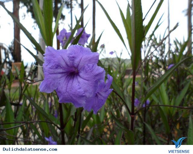 Đà Lạt Nights Coffee - Quán Cafe Mang Đậm Chất Đà Lạt Xưa Và Nay - Ảnh 11 Đà Lạt Nights Coffee - Quán Cafe Mang Đậm Chất Đà Lạt Xưa Và Nay - Ảnh 11