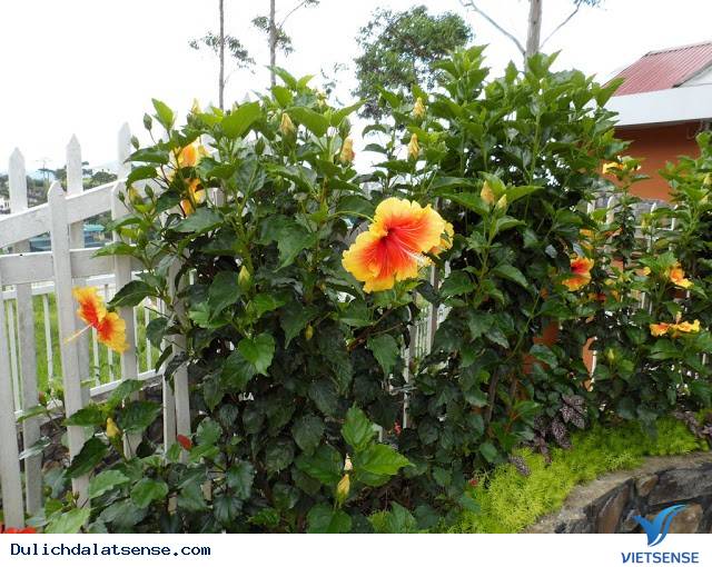 Đà Lạt Nights Coffee - Quán Cafe Mang Đậm Chất Đà Lạt Xưa Và Nay - Ảnh 14 Đà Lạt Nights Coffee - Quán Cafe Mang Đậm Chất Đà Lạt Xưa Và Nay - Ảnh 14