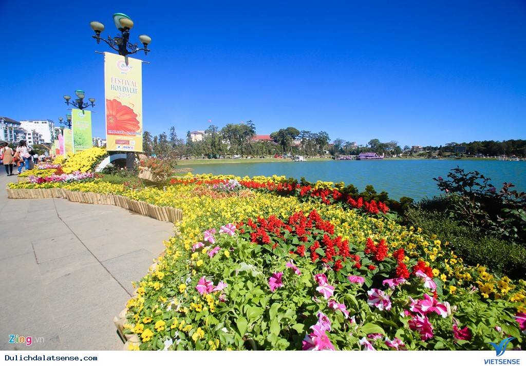 Đà Lạt Rực Rỡ Trước Ngày Khai Mạc Festival Hoa - Ảnh 1 Đà Lạt Rực Rỡ Trước Ngày Khai Mạc Festival Hoa - Ảnh 1