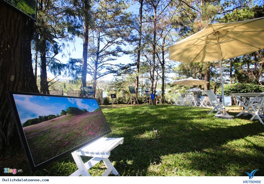 Đà Lạt Rực Rỡ Trước Ngày Khai Mạc Festival Hoa - Ảnh 12 Đà Lạt Rực Rỡ Trước Ngày Khai Mạc Festival Hoa - Ảnh 12