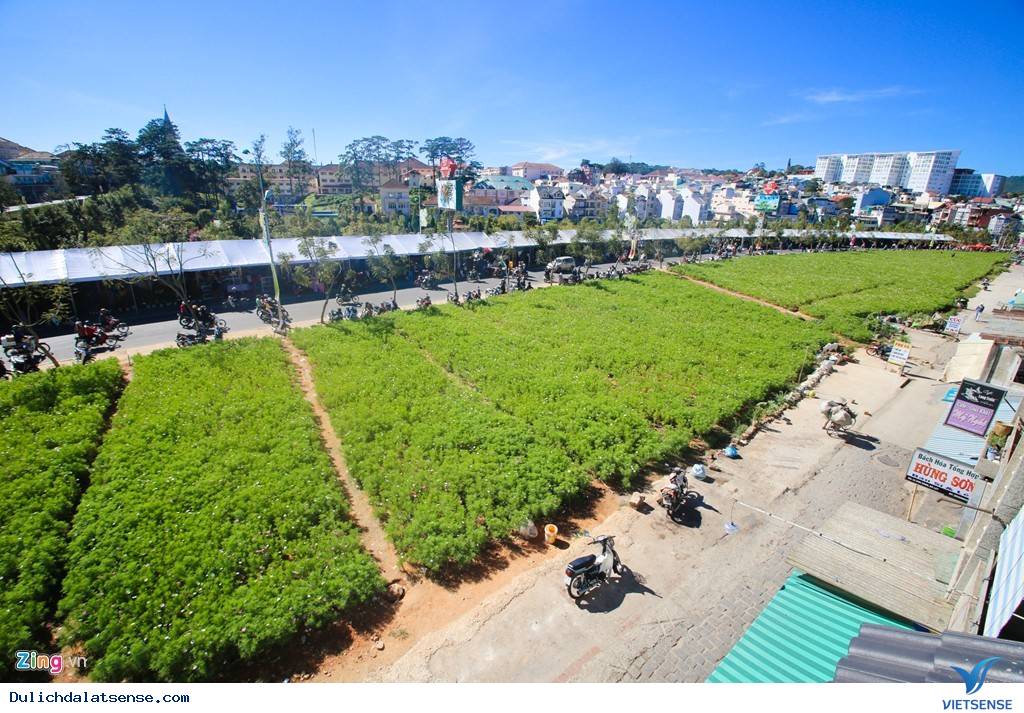 Đà Lạt Rực Rỡ Trước Ngày Khai Mạc Festival Hoa 2015 - Ảnh 4 Đà Lạt Rực Rỡ Trước Ngày Khai Mạc Festival Hoa 2015 - Ảnh 4