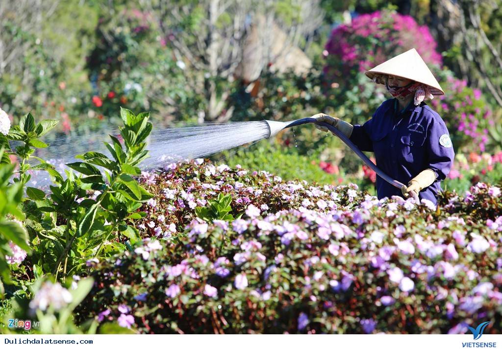 Đà Lạt Tuyệt Đẹp Rực Rỡ Sắc Hoa Tại Festival Hoa 2025 - Ảnh 15 Đà Lạt Tuyệt Đẹp Rực Rỡ Sắc Hoa Tại Festival Hoa 2025 - Ảnh 15