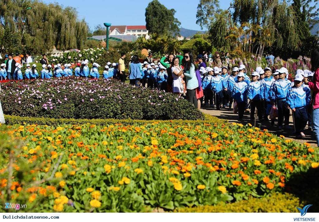 Đà Lạt Tuyệt Đẹp Rực Rỡ Sắc Hoa Tại Festival Hoa 2025 - Ảnh 11 Đà Lạt Tuyệt Đẹp Rực Rỡ Sắc Hoa Tại Festival Hoa 2025 - Ảnh 11