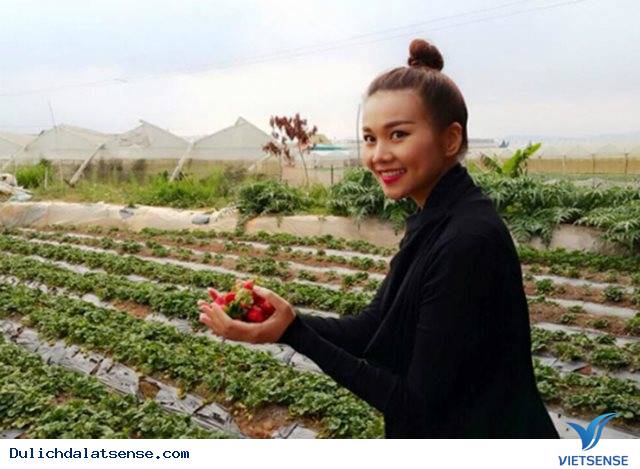 Đến Đà Lạt Check In Mỏi Tay Ở 7 Vườn Dâu Đẹp Như Châu Âu - Ảnh 2 Đến Đà Lạt Check In Mỏi Tay Ở 7 Vườn Dâu Đẹp Như Châu Âu - Ảnh 2